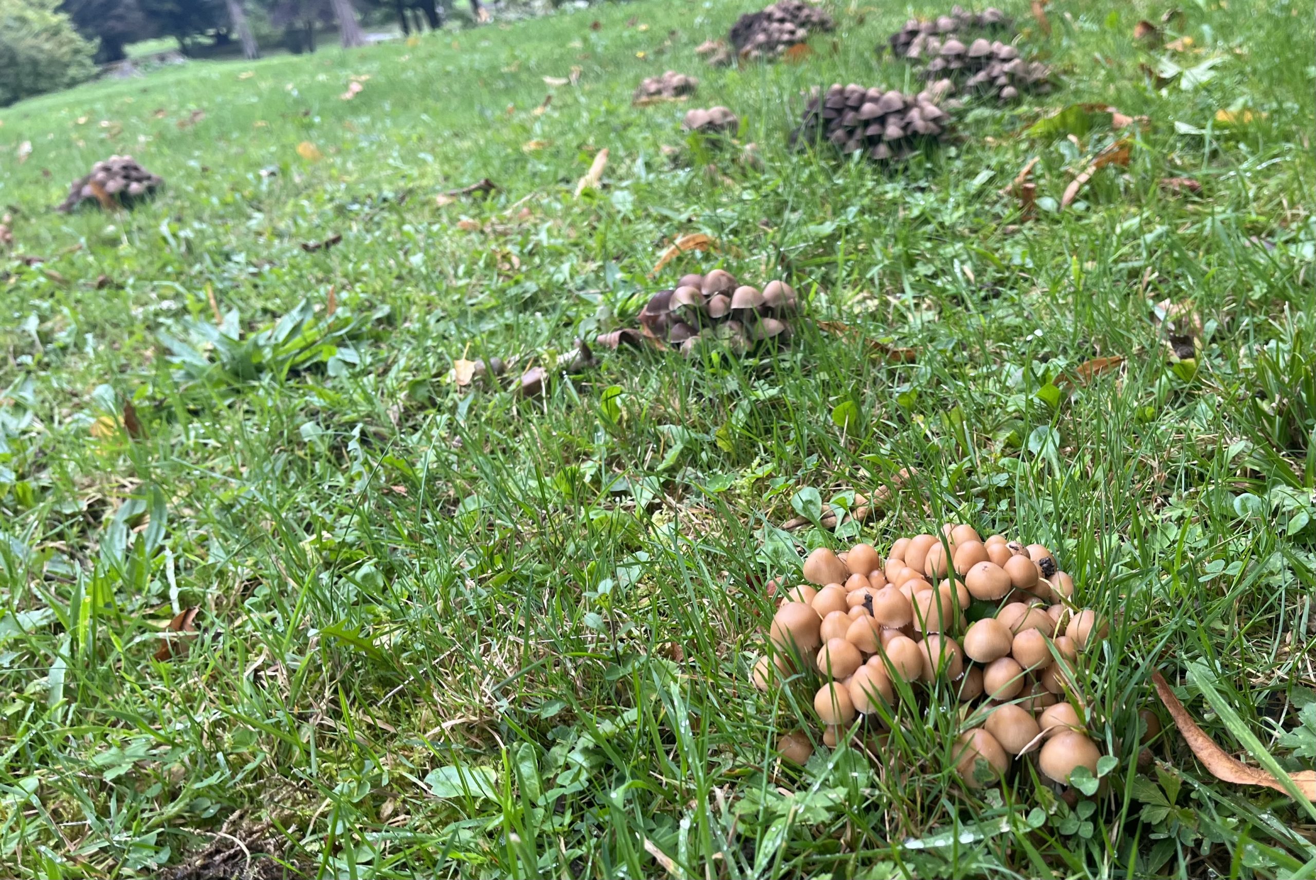 Mushrooms in Curraghchase Forest Park, Co. Limerick